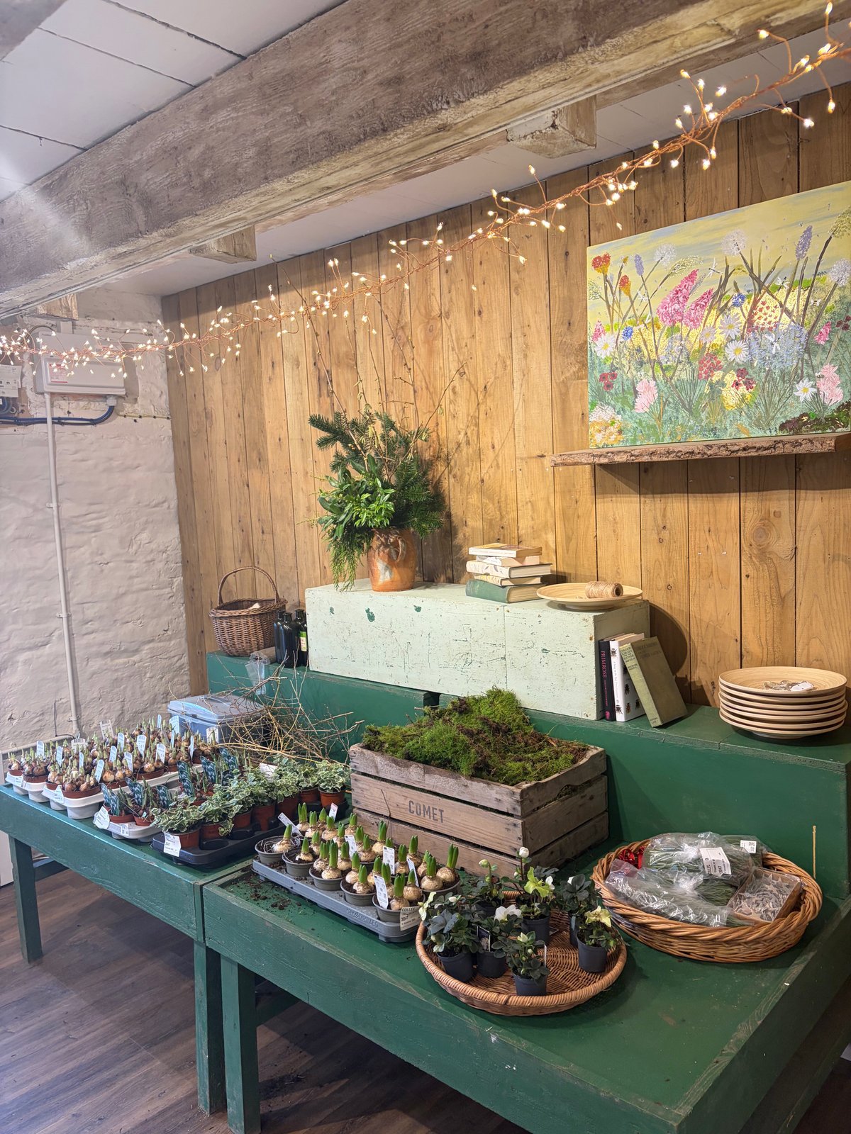 Plants, bulbs and natural materials displayed on a green table beneath fairy lights