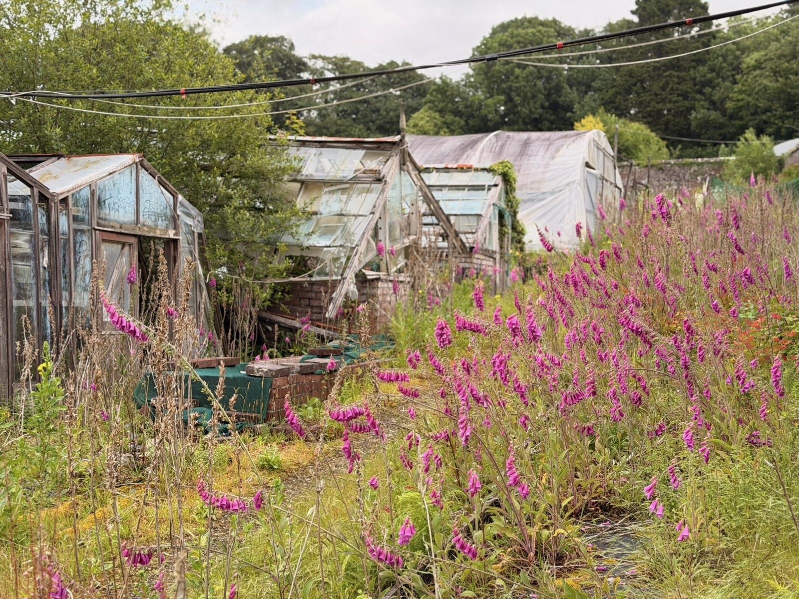 Old glasshouses surrounded by flowering plants