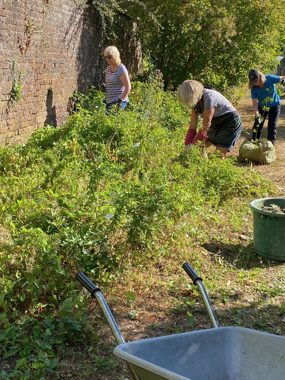 Volunteers clearing and tending plants beside the garden wall
