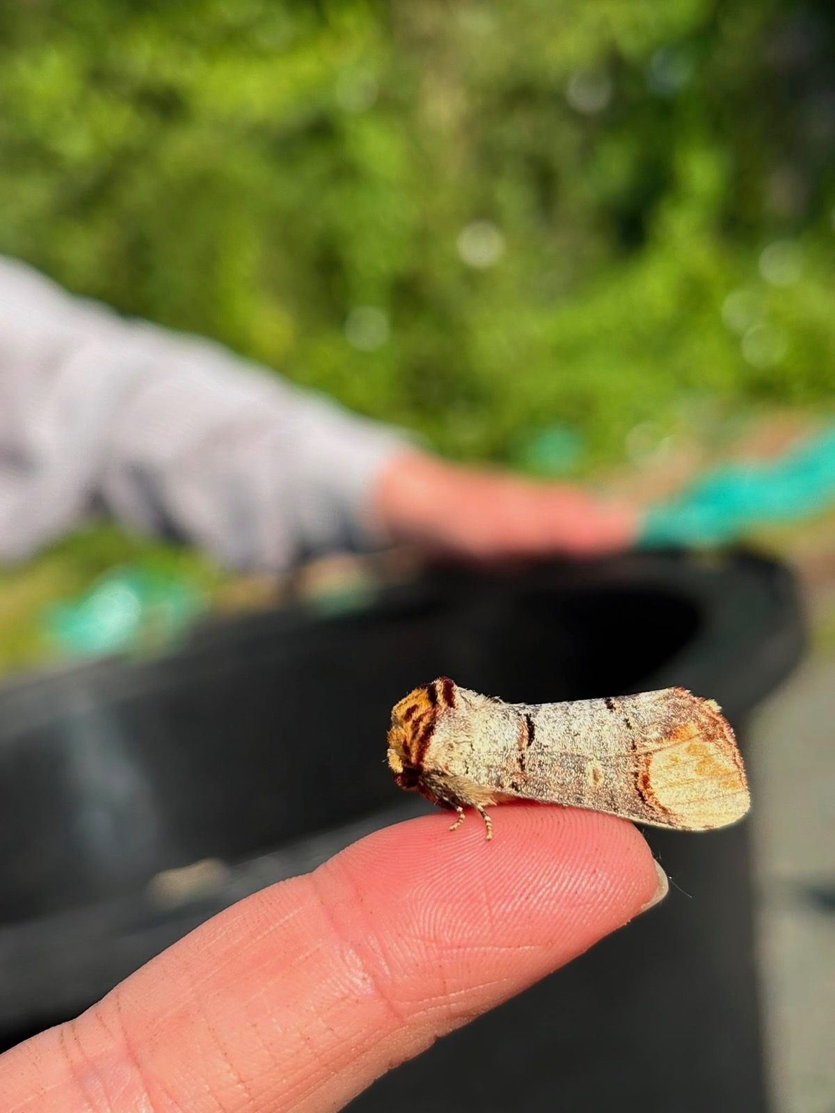A small moth resting on a fingertip