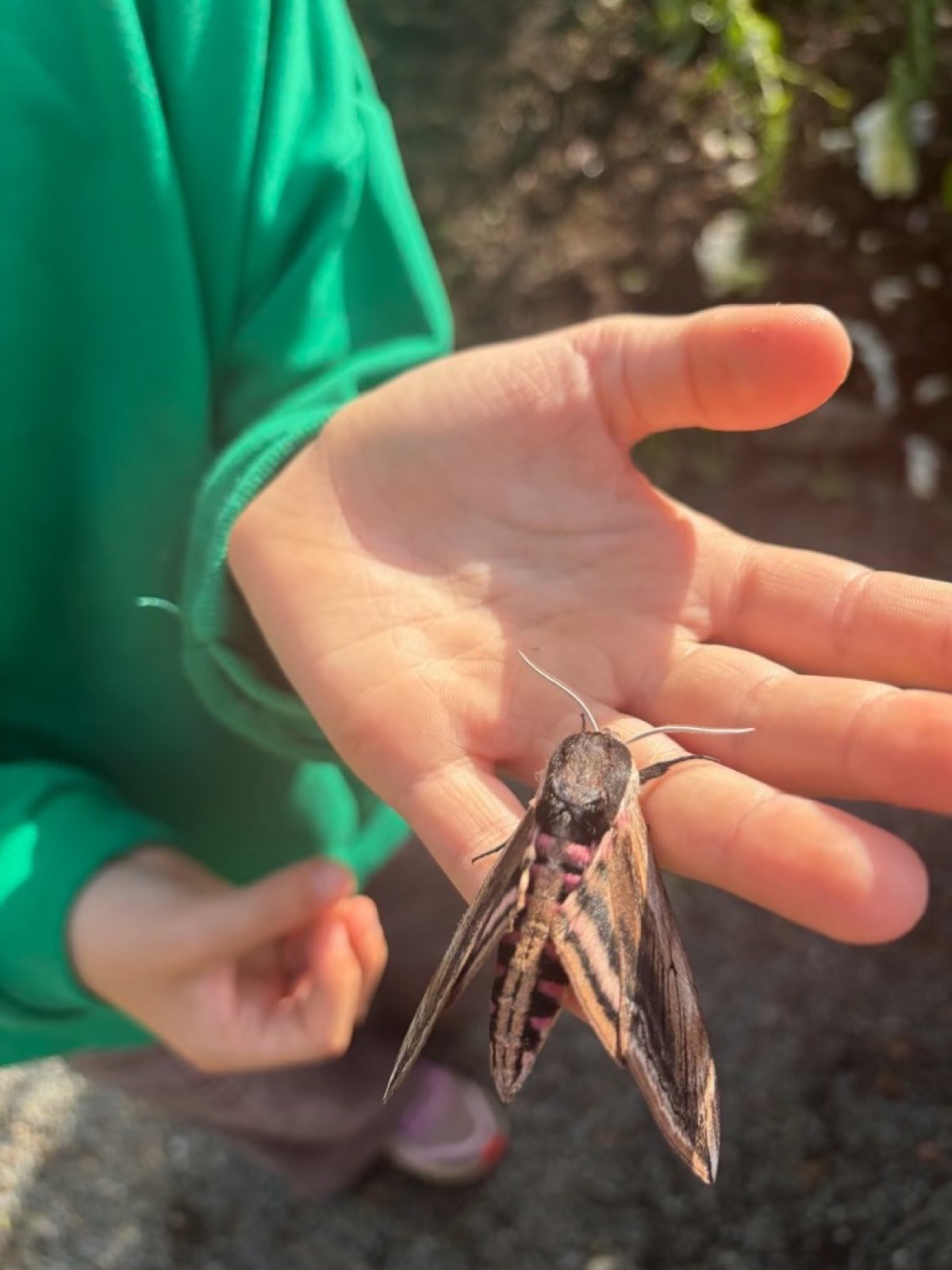 A large moth being observed at the gardens