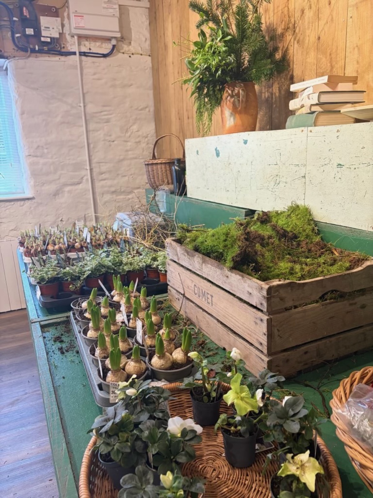 A display of small planted arrangements from a previous workshop