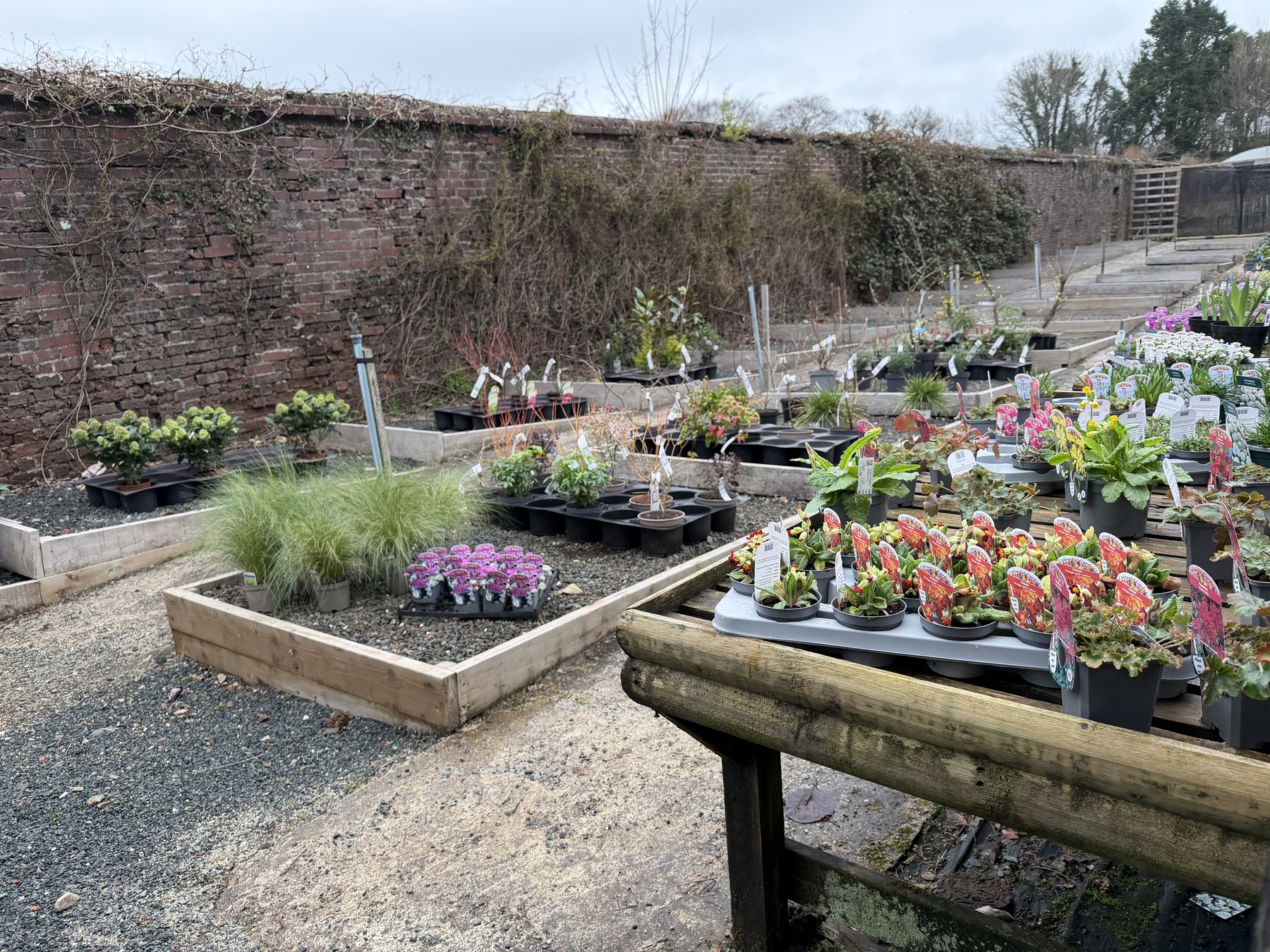 Plants return to the walls